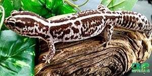 fat tailed gecko