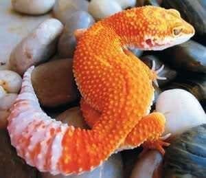 firewater leopard gecko for sale