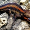 gargoyle gecko color morphs