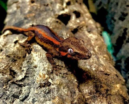 gargoyle gecko morphs for sale