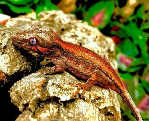 baby gargoyle gecko