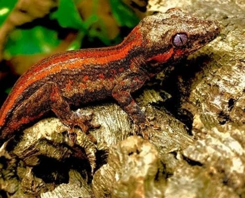 gargoyle gecko