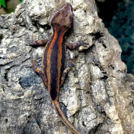 gargoyle gecko breeder