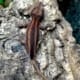 gargoyle gecko breeder