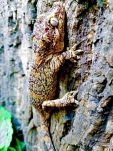 gecko for sale online