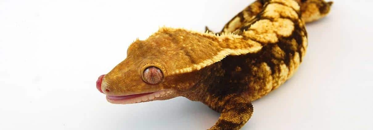 harlequin crested gecko for sale