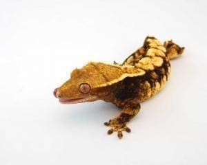 harlequin crested gecko for sale