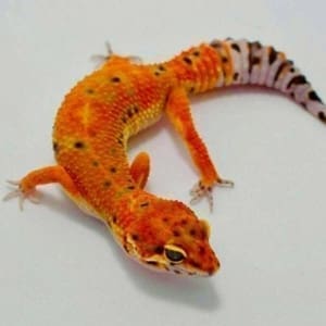 inferno leopard gecko