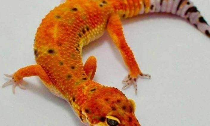 inferno leopard gecko inferno leopard gecko