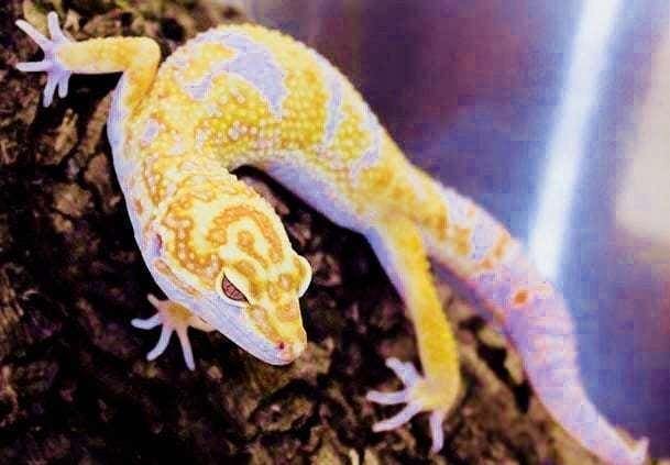 leopard gecko breeder