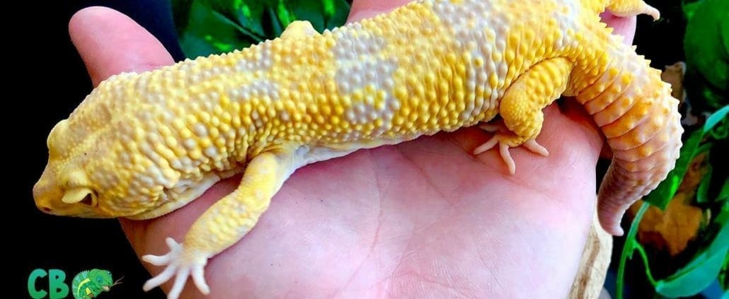 leopard gecko for sale