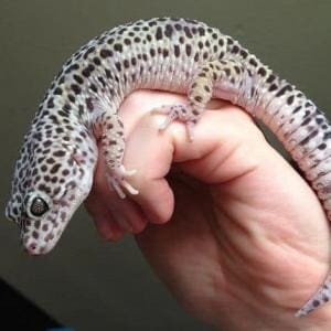 mack snow leopard geckos