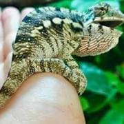 Ambilobe panther chameleon for sale | baby panther chameleons
