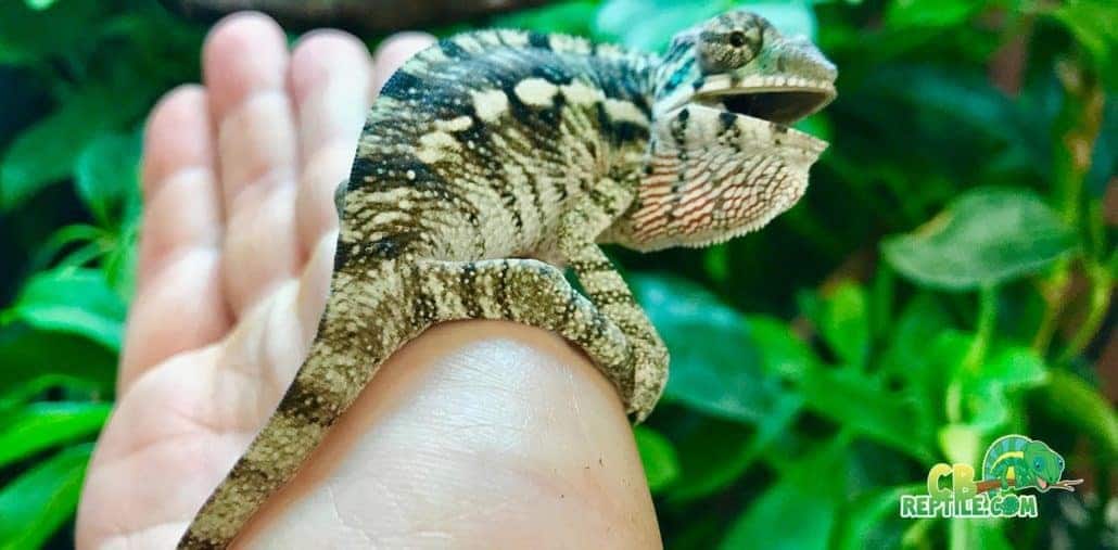 Male panther chameleon for sale