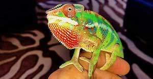 baby panther chameleon