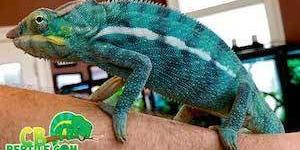 panther chameleon for sale