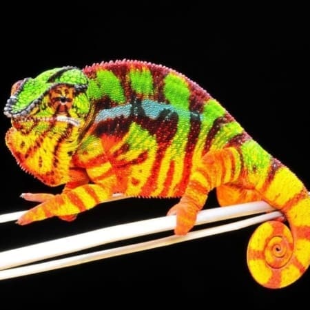 panther chameleon sale