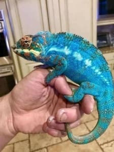 panther chameleon price