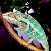 panther chameleons