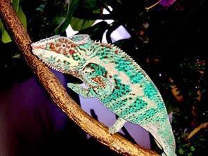 adult panther chameleon