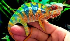 chameleon pet