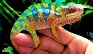 panther chameleons for sale