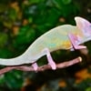 piebald veiled chameleon
