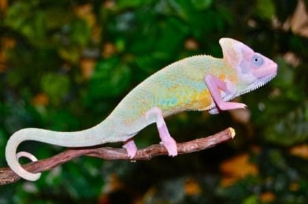 piebald veiled chameleon