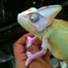 piebald veiled chameleon breeder