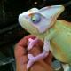 piebald veiled chameleon for sale