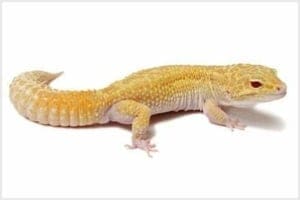 raptor leopard gecko for sale