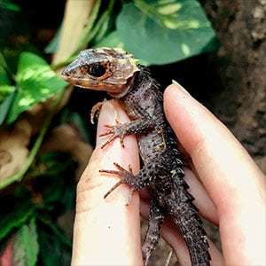 red eye crocodile skink for sale