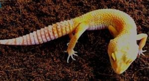 sun glow leopard gecko