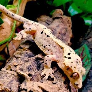 Dalmatian crested gecko