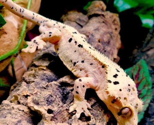 Dalmatian crested gecko for sale