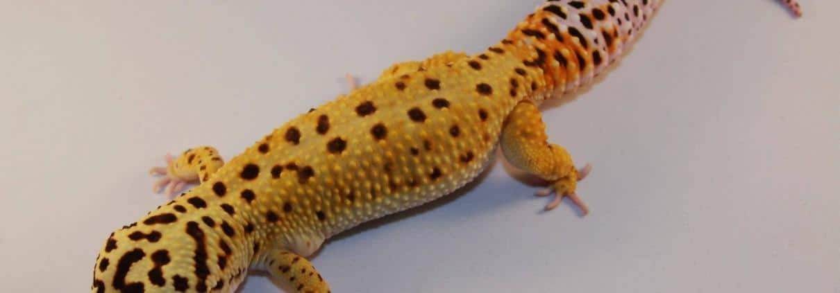 super giant leopard gecko