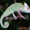 veiled chameleon breeder