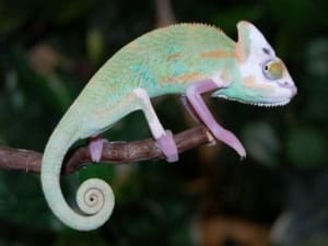 translucent veiled chameleon