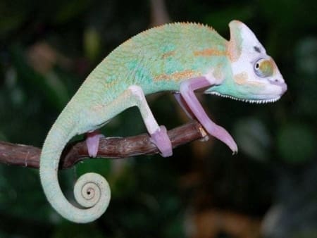 veiled chameleon breeder