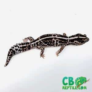 African fat tail gecko