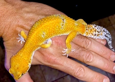 electric tangerine leopard gecko