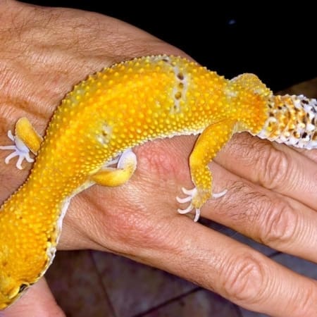 electric tangerine leopard gecko