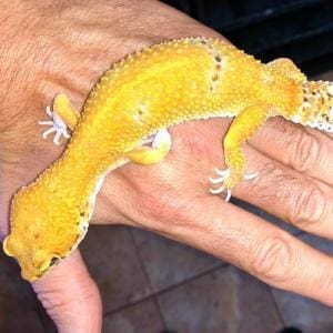 electric tangerine leopard gecko