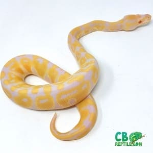 Albino ball python for sale