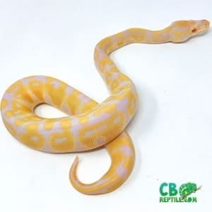 Albino ball python for sale