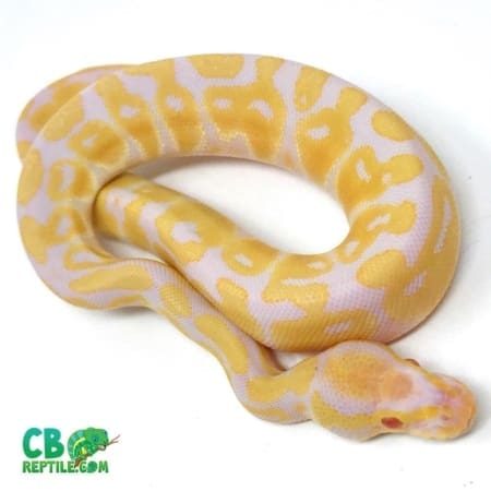 Albino ball python morphs
