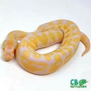 ball python price