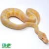 albino python for sale