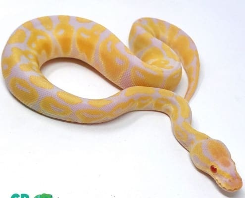 albino python for sale