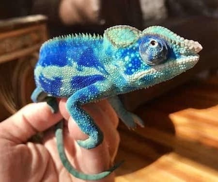 Chameleon breeders near me Ambanja panther chameleon